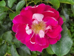 MISS SASSY (floribunda)